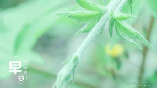 形容宝宝心情好的句子