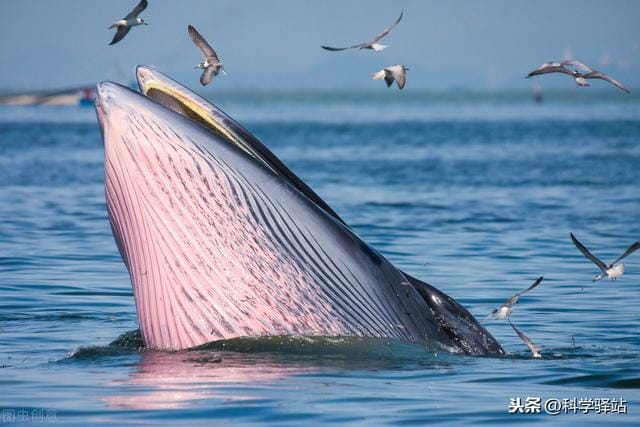 鲸鱼死后可以给海洋带来什么好处（为什么有一鲸落万物生的说法）(图3)