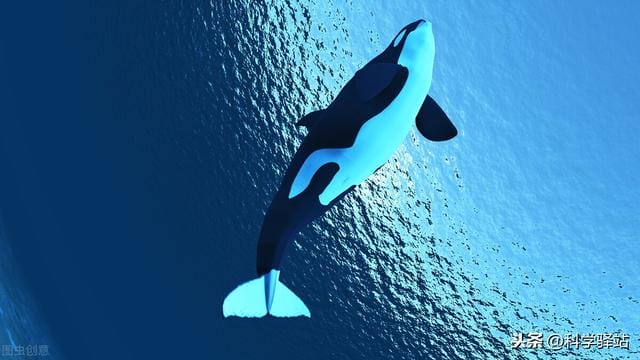 鲸鱼死后可以给海洋带来什么好处（为什么有一鲸落万物生的说法）(图2)