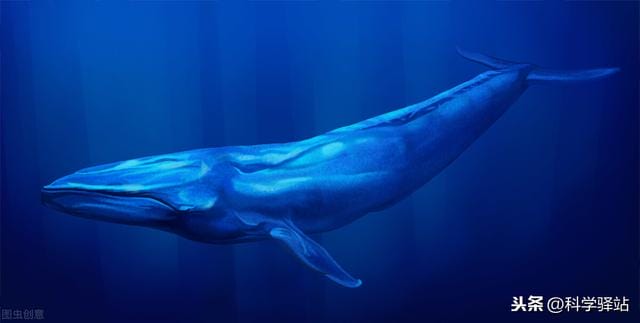 鲸鱼死后可以给海洋带来什么好处（为什么有一鲸落万物生的说法）(图1)