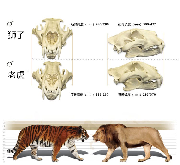 老虎比狮子厉害吗秒懂百科（自然界中狮子老虎谁更强一些）(图8)