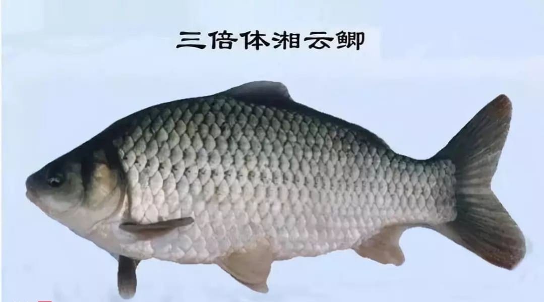 鲫鱼种类怎么区分（鲫鱼是淡水鱼还是海鱼）(图4)