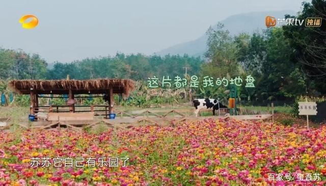 向往的生活第四季在哪里拍的,向往的生活西双版纳拍摄地在哪里,本文共(2084字) 向往的生活第四季在哪里拍的,向往的生活西双版纳拍摄地在哪里,本文共(2084字)