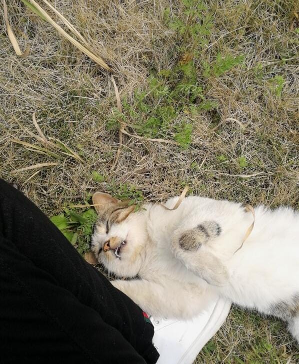 猫薄荷对猫有什么作用,人吃了猫薄荷会怎样? 本文共(865字) 猫薄荷对猫有什么作用,人吃了猫薄荷会怎样? 本文共(865字)