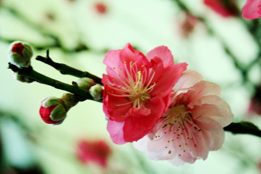 桃花为什么不能放家里,放家里有什么讲究吗? 本文共(1152字) 桃花为什么不能放家里,放家里有什么讲究吗? 本文共(1152字)