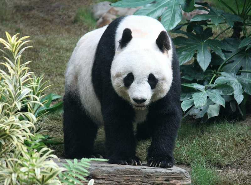 野生大熊猫生活在什么地方-为什么（野生大熊猫住在哪里）(图3)