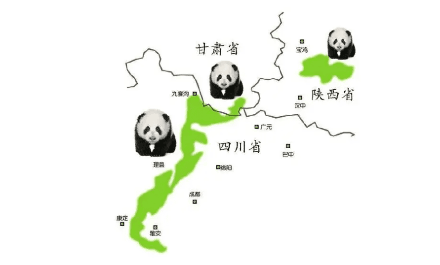 野生大熊猫生活在什么地方-为什么（野生大熊猫住在哪里）(图10)
