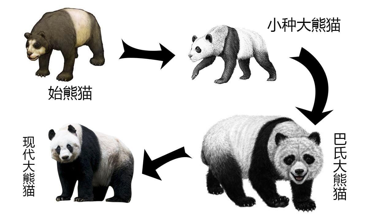 野生大熊猫生活在什么地方-为什么（野生大熊猫住在哪里）(图1)