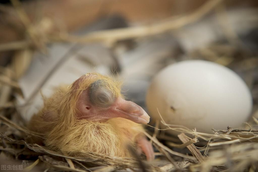 鸽子下蛋间隔时间长什么原因（鸽子几天下一个蛋）(图4)