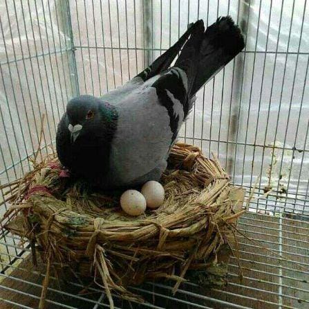 鸽子下蛋间隔时间长什么原因（鸽子几天下一个蛋）(图1)