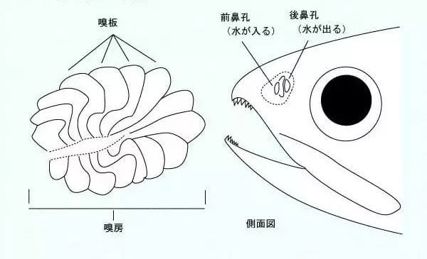 鱼的鼻子是用来干嘛的（鱼有鼻子吗有什么作用呢）(图3)