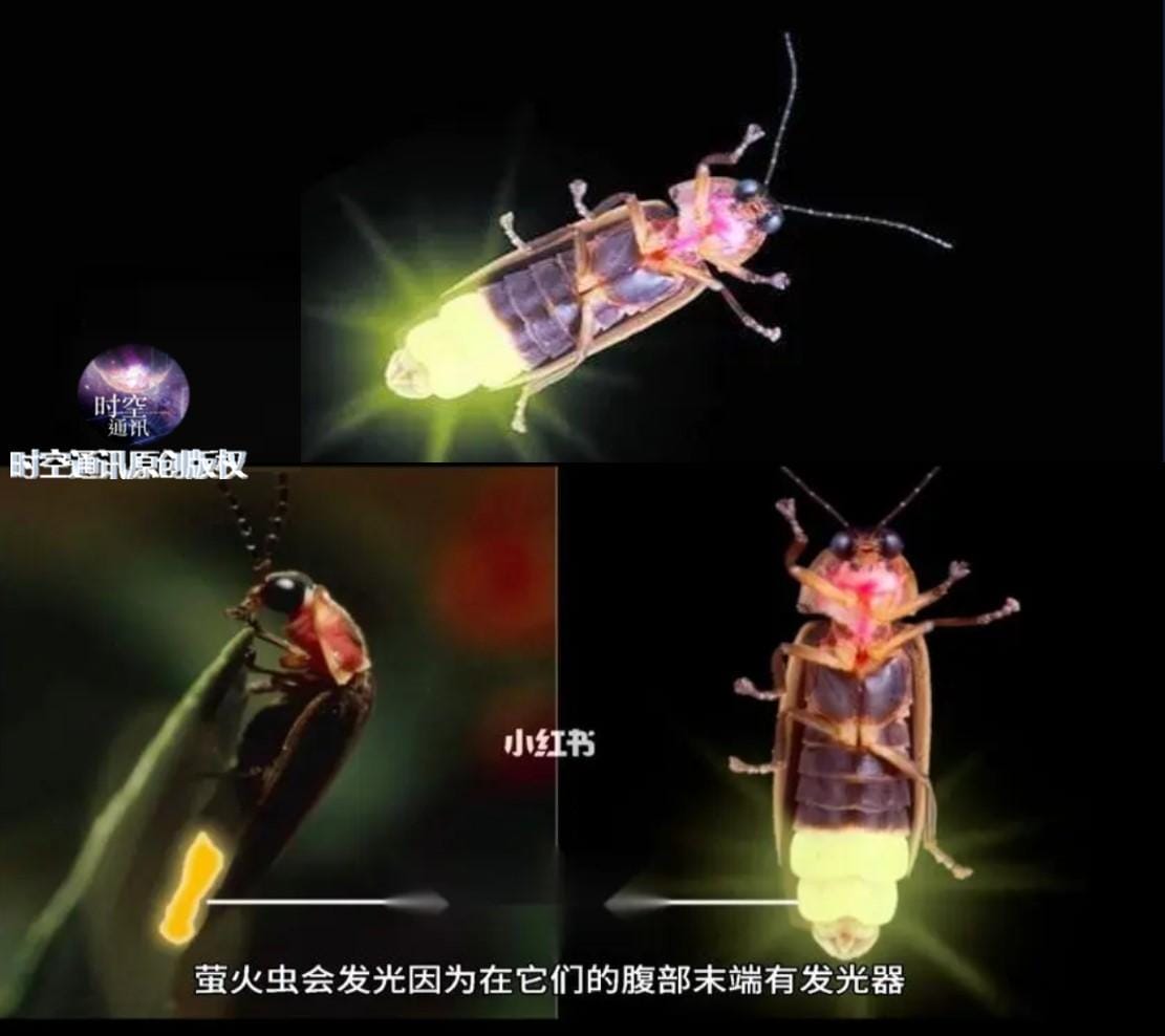 萤火虫发光的主要原因是什么（萤火虫为什么会发光）(图3)