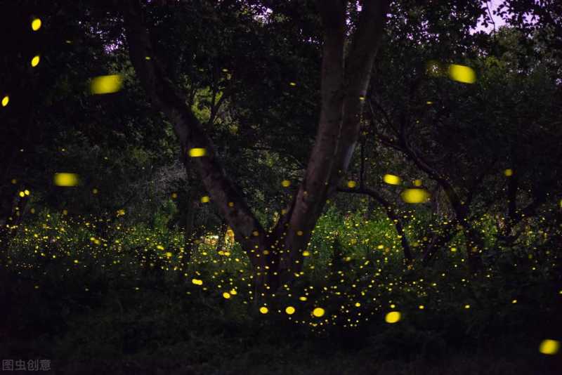 萤火虫发光的主要原因是什么（萤火虫为什么会发光）(图6)