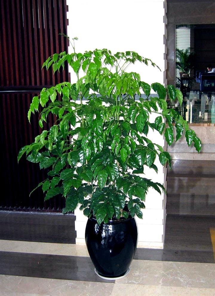 一进门看见沙发风水好吗?进门风水的一些禁忌盘点 本文共(741字) 一进门看见沙发风水好吗?进门风水的一些禁忌盘点 本文共(741字)