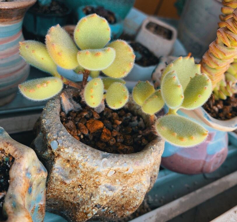 抖音萌芽熊是什么多肉植物,萌芽熊是真实存在的吗? 本文共(971字) 抖音萌芽熊是什么多肉植物,萌芽熊是真实存在的吗? 本文共(971字)