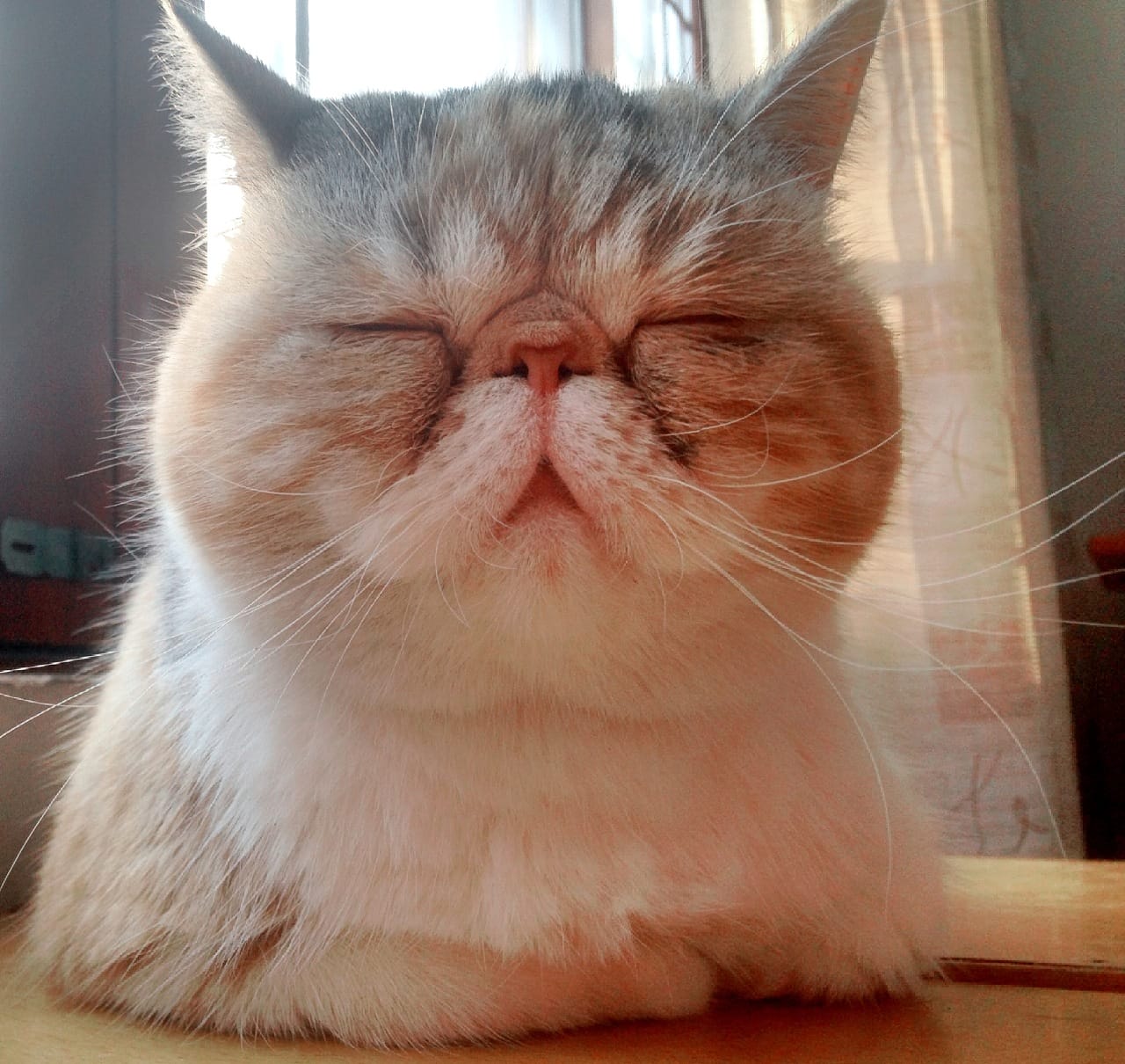 周震南家里的猫是什么品种的(周震南 不是所有的猫都很温顺) 周震南家里的猫是什么品种的(周震南 不是所有的猫都很温顺)