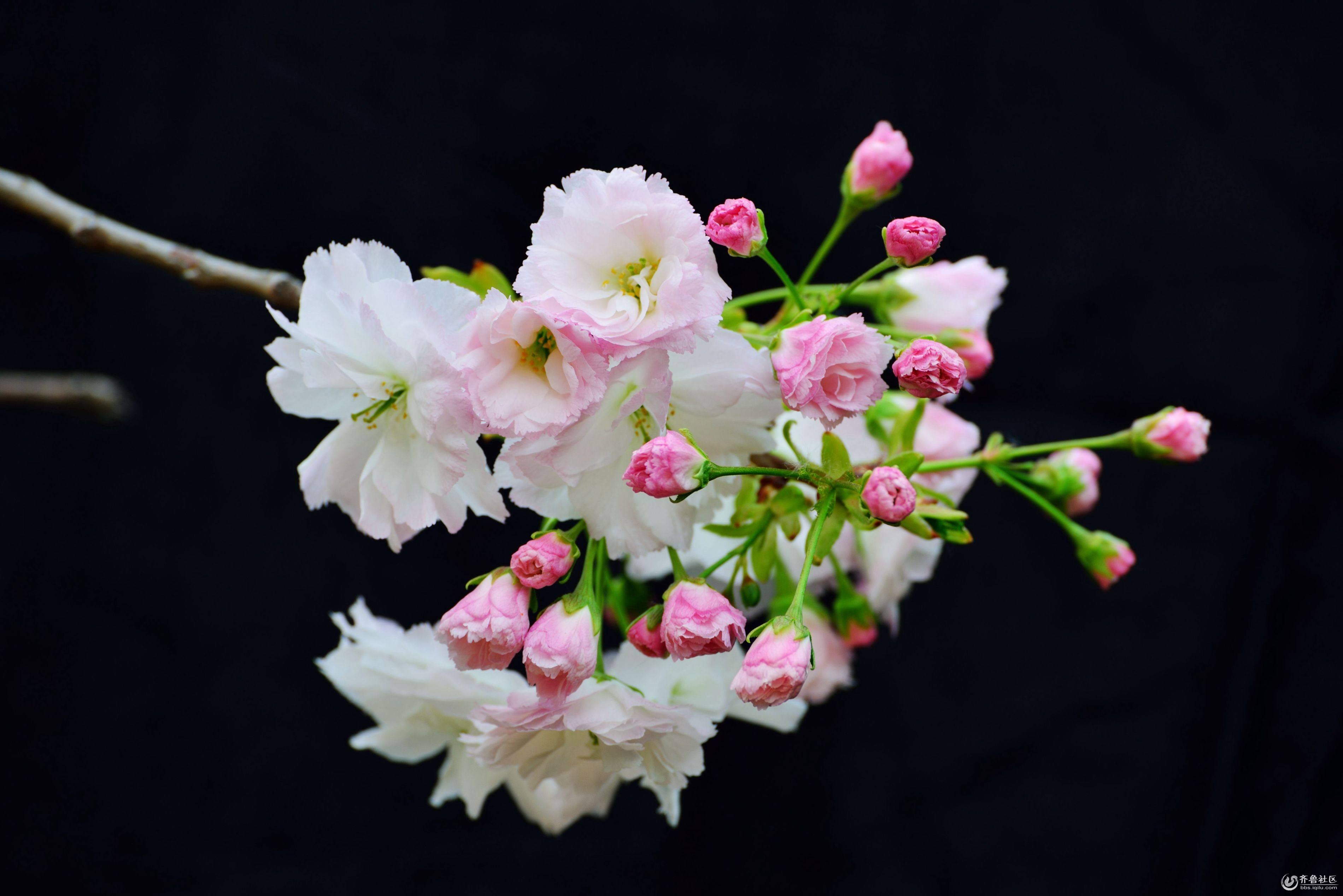 樱花为什么不结果?樱花和樱桃花是一样的吗 本文共(845字) 樱花为什么不结果?樱花和樱桃花是一样的吗 本文共(845字)