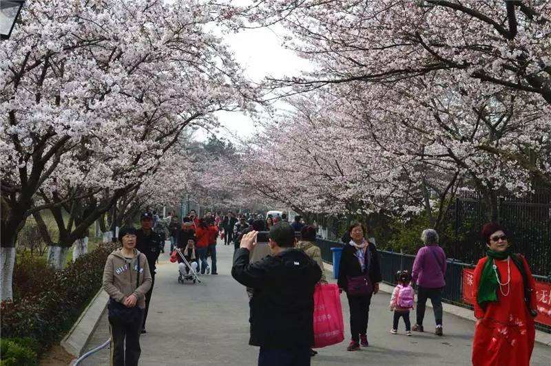 樱花为什么不结果?樱花和樱桃花是一样的吗 本文共(845字) 樱花为什么不结果?樱花和樱桃花是一样的吗 本文共(845字)