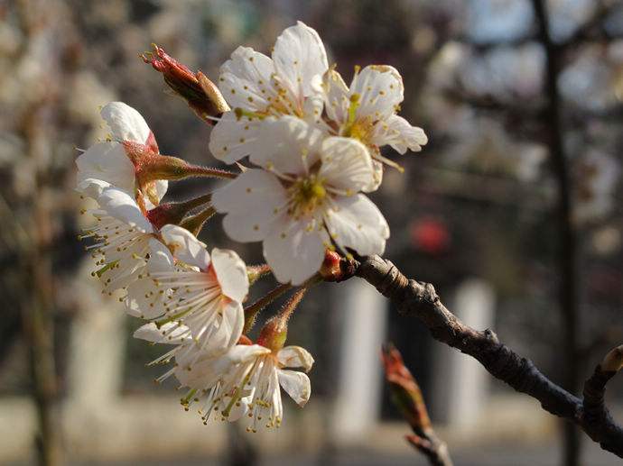 樱花为什么不结果?樱花和樱桃花是一样的吗 本文共(845字) 樱花为什么不结果?樱花和樱桃花是一样的吗 本文共(845字)