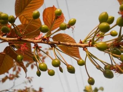 樱花为什么不结果?樱花和樱桃花是一样的吗 本文共(845字) 樱花为什么不结果?樱花和樱桃花是一样的吗 本文共(845字)