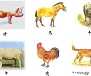 六畜兴旺指的是哪几种动物（六畜兴旺中的六畜是指哪六畜）(图3)