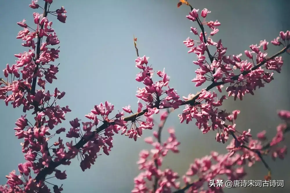 描述烟花三月的诗句(三月草长莺飞的诗句赏析)(图2) 描述烟花三月的诗句(三月草长莺飞的诗句赏析)(图2)