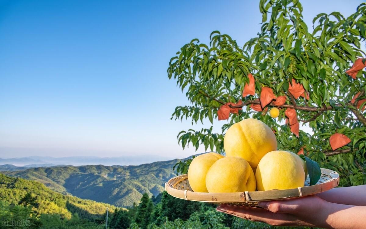 桃子品种排名(目前全国最好的桃品种)(图2) 桃子品种排名(目前全国最好的桃品种)(图2)