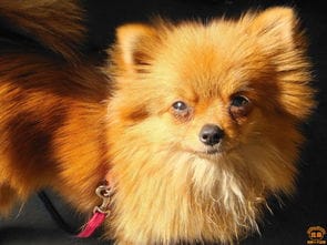 流浪博美犬生存游戏攻略(流浪的博美犬好养吗)