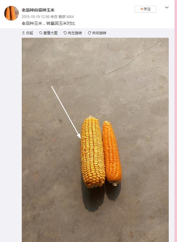 如何分辨转基因玉米图?辨别转基因玉米的方法 本文共(954字) 如何分辨转基因玉米图?辨别转基因玉米的方法 本文共(954字)