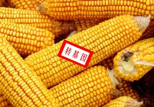 如何分辨转基因玉米图?辨别转基因玉米的方法 本文共(954字) 如何分辨转基因玉米图?辨别转基因玉米的方法 本文共(954字)