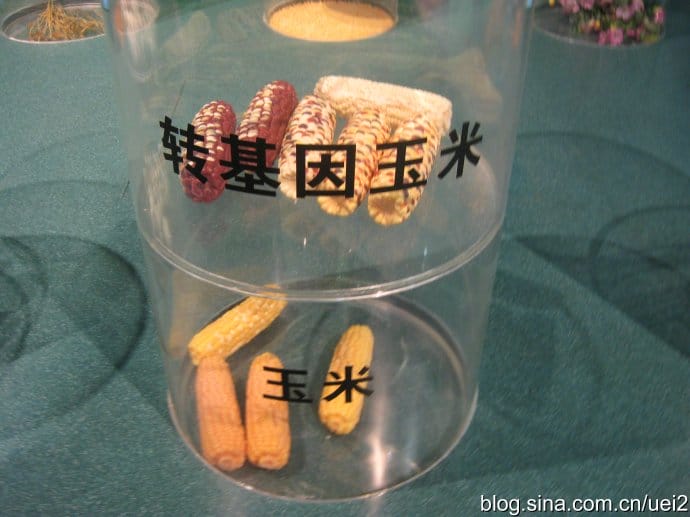 如何分辨转基因玉米图?辨别转基因玉米的方法 本文共(954字) 如何分辨转基因玉米图?辨别转基因玉米的方法 本文共(954字)