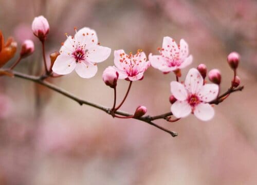 梅花的生长特性是什么(梅花的象征意义和精神品质)(图1) 梅花的生长特性是什么(梅花的象征意义和精神品质)(图1)