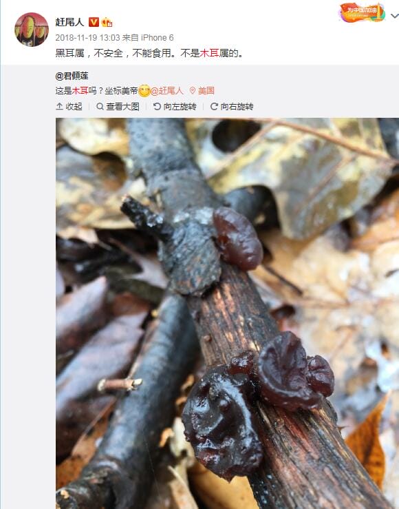 野生木耳有毒吗能吃吗?常见野生木耳银耳图鉴 本文共(1631字) 野生木耳有毒吗能吃吗?常见野生木耳银耳图鉴 本文共(1631字)