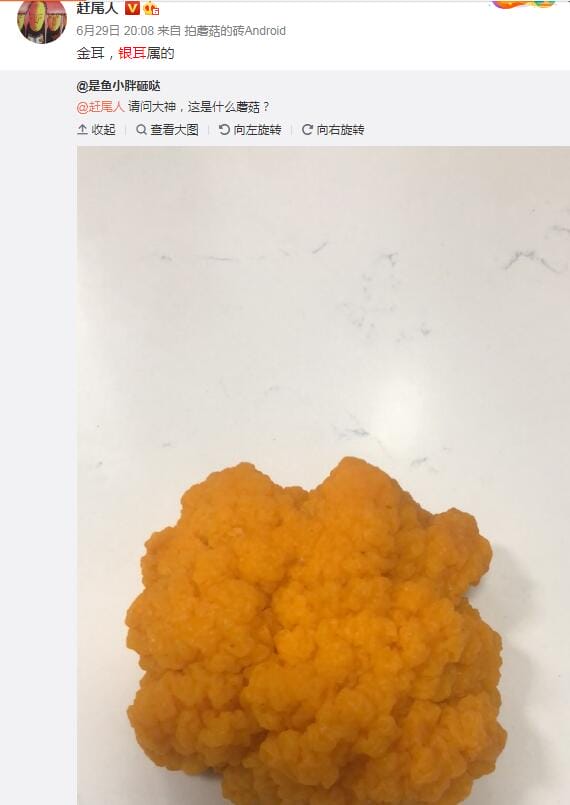 野生木耳有毒吗能吃吗?常见野生木耳银耳图鉴 本文共(1631字) 野生木耳有毒吗能吃吗?常见野生木耳银耳图鉴 本文共(1631字)