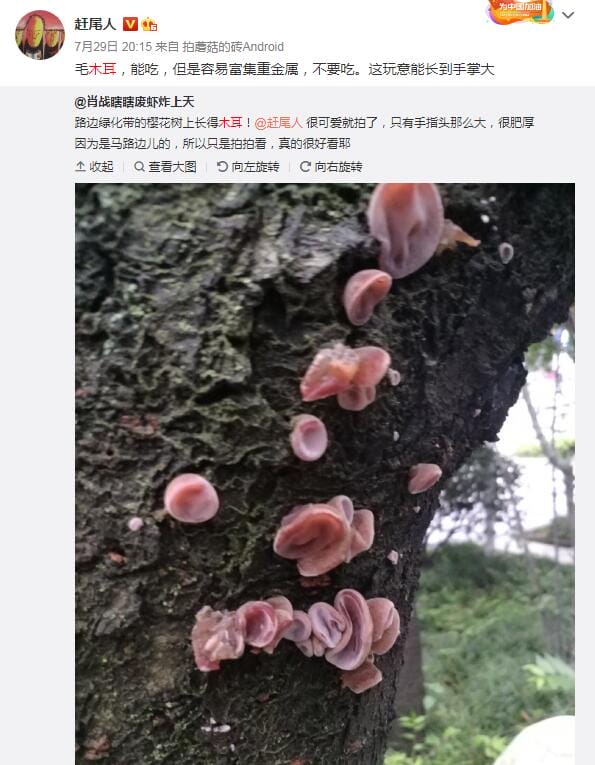 野生木耳有毒吗能吃吗?常见野生木耳银耳图鉴 本文共(1631字) 野生木耳有毒吗能吃吗?常见野生木耳银耳图鉴 本文共(1631字)