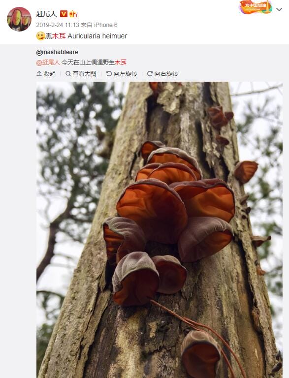 野生木耳有毒吗能吃吗?常见野生木耳银耳图鉴 本文共(1631字) 野生木耳有毒吗能吃吗?常见野生木耳银耳图鉴 本文共(1631字)