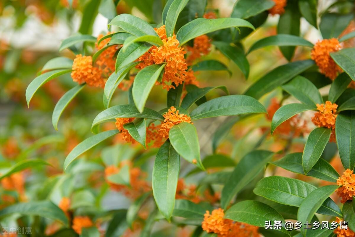 金桂和银桂那个好(金桂和银桂哪种好)(图1) 金桂和银桂那个好(金桂和银桂哪种好)(图1)