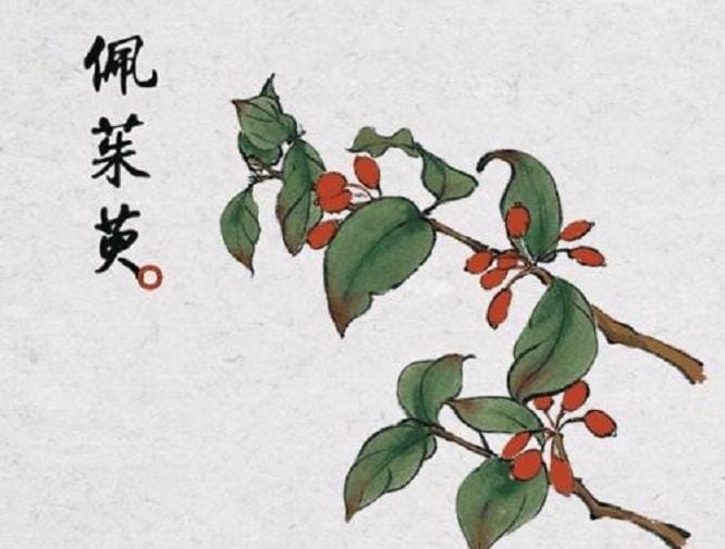 没辣椒之前中国吃什么（古代没辣椒怎么吃辣味）(图6)