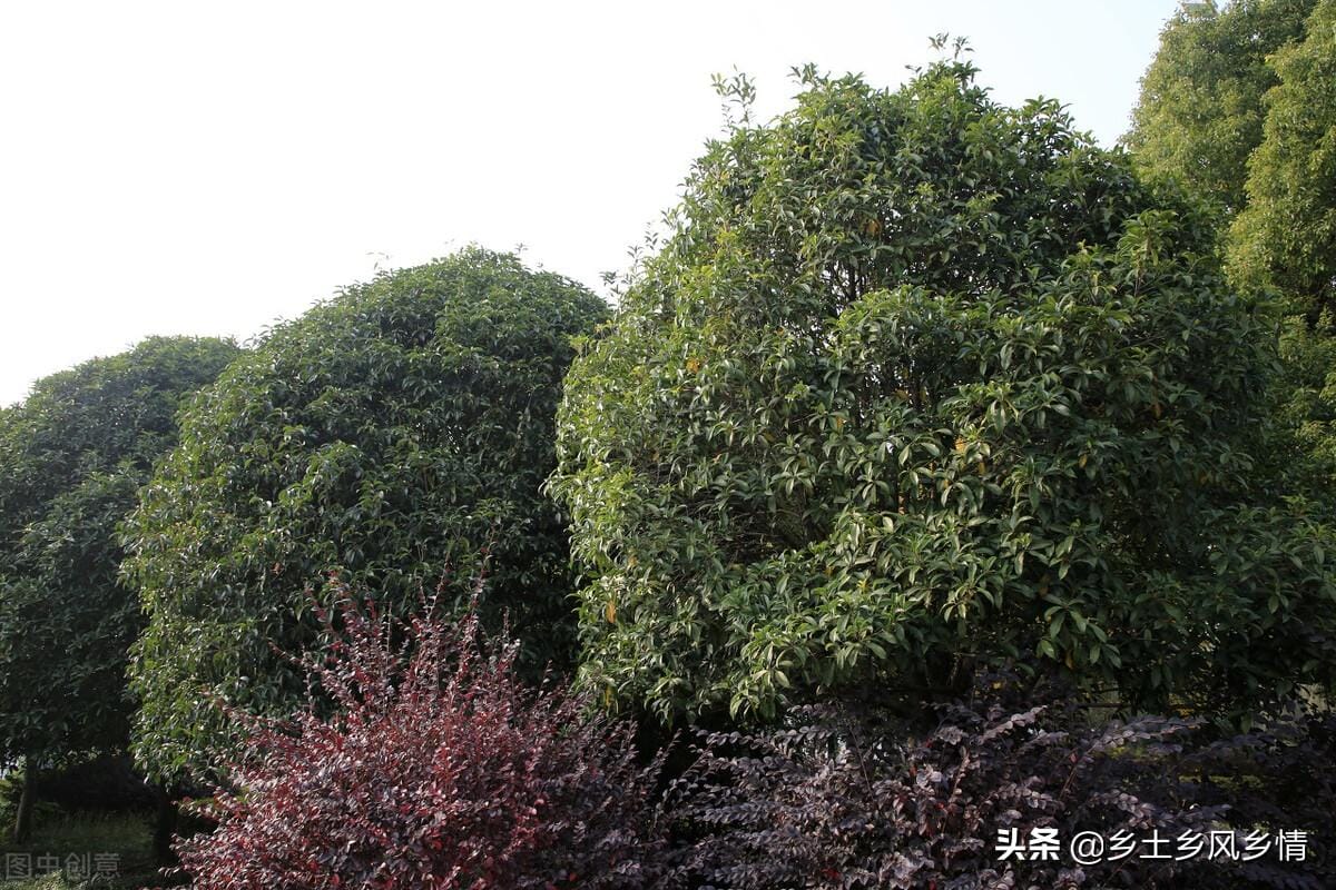 金桂和银桂那个好(金桂和银桂哪种好)(图3) 金桂和银桂那个好(金桂和银桂哪种好)(图3)
