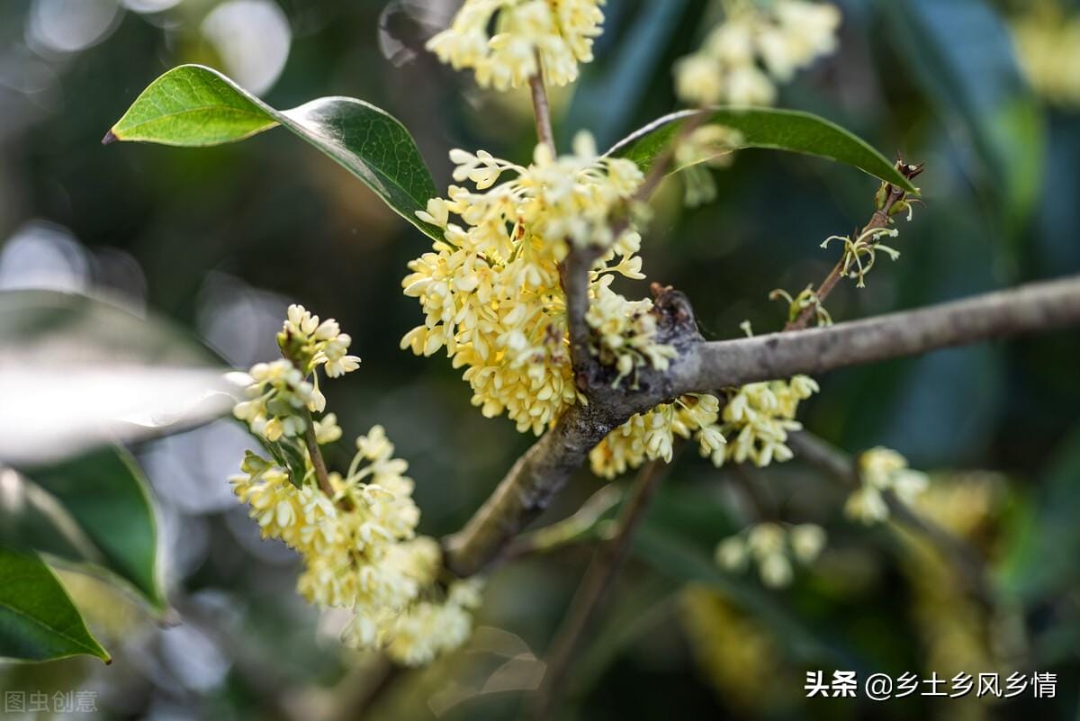 金桂和银桂那个好(金桂和银桂哪种好)(图2) 金桂和银桂那个好(金桂和银桂哪种好)(图2)
