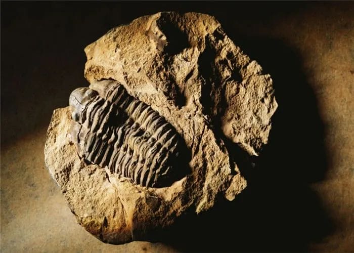 生物的什么可以形成化石（化石是怎么形成的简介）(图5)