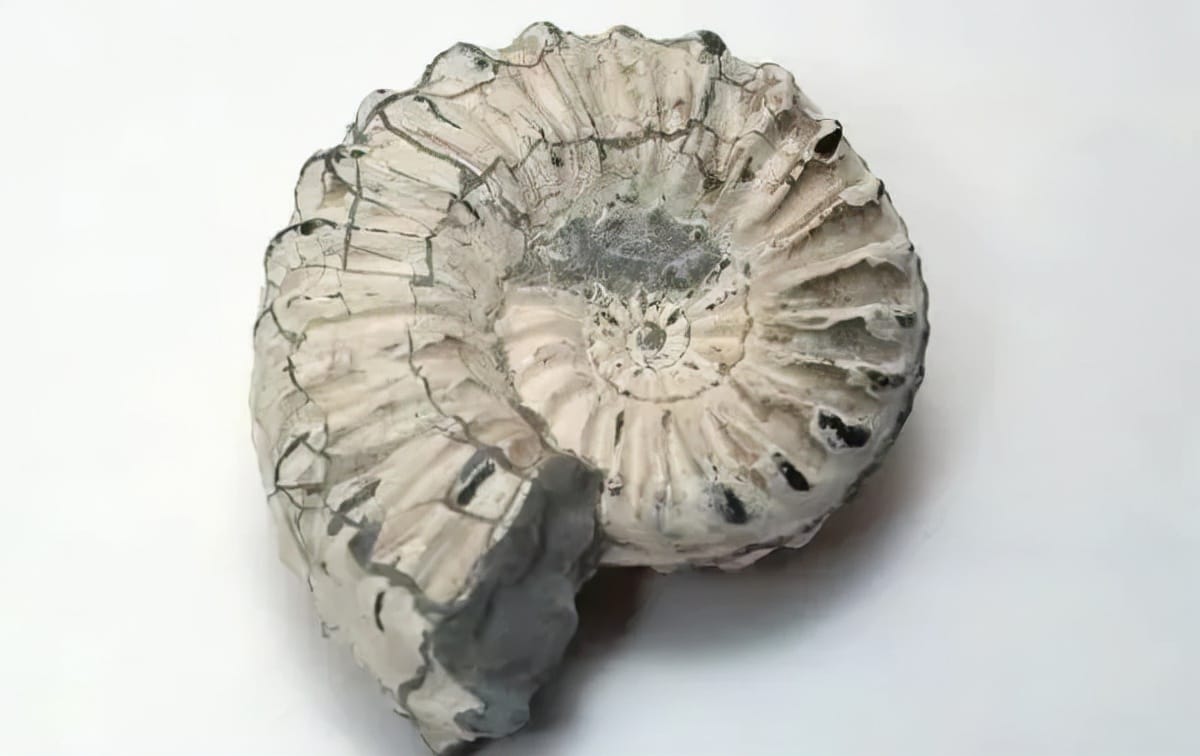生物的什么可以形成化石（化石是怎么形成的简介）(图4)