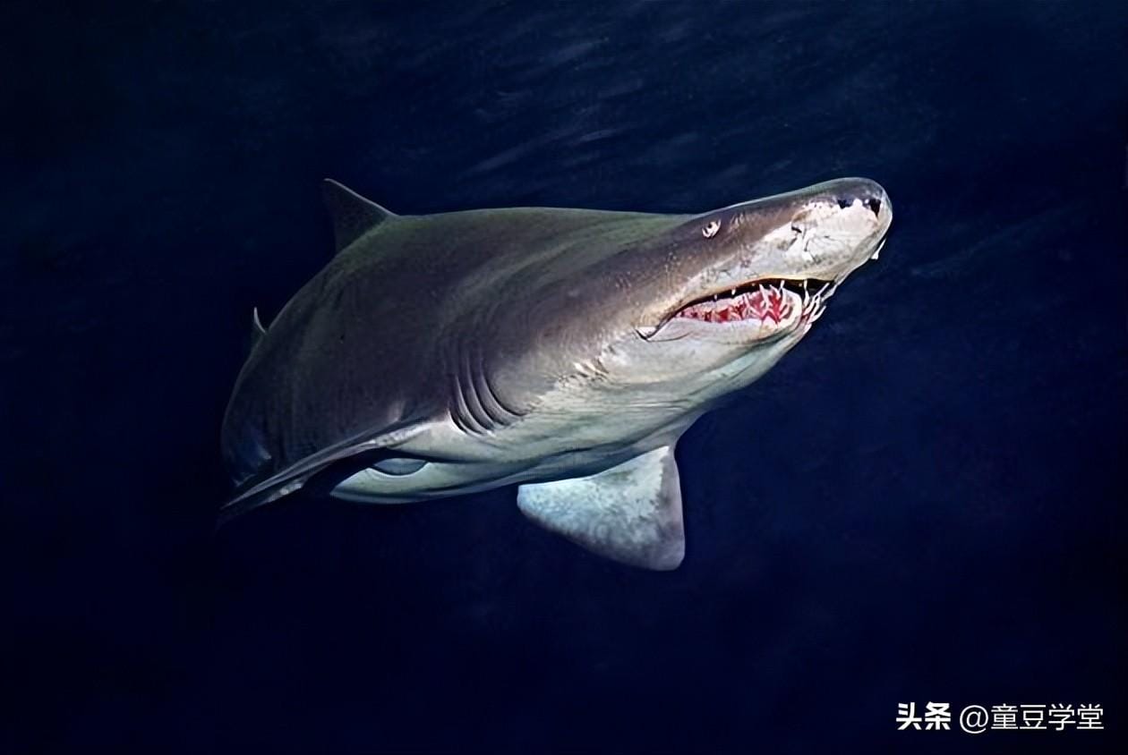 世界十大最厉害的鲨鱼是什么-（世界上最牛的鲨鱼有哪些）(图3)