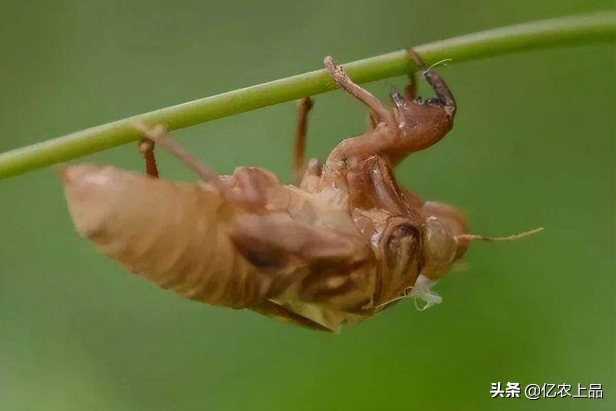知了猴养殖什么时候种（知了猴几月份从土里出来）(图1)