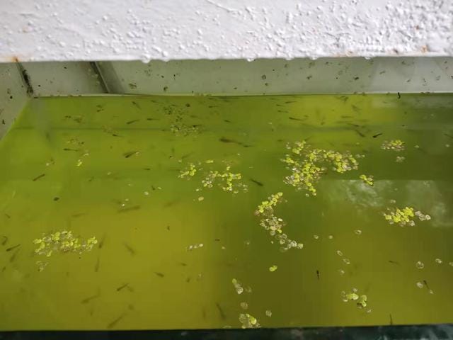 如何处理鱼缸绿水（鱼缸绿水变清小窍门）(图4)