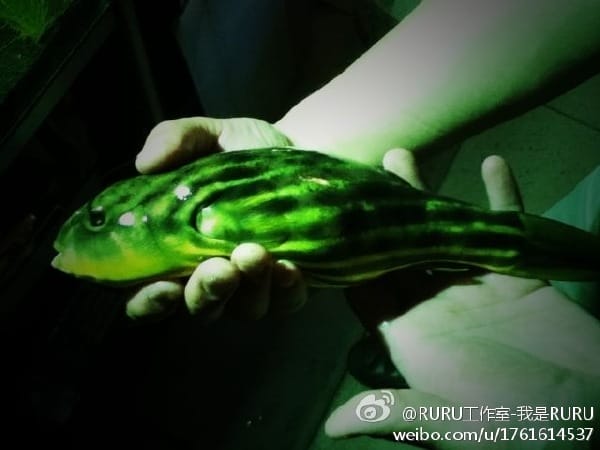 斑马狗头鱼咬人吗,它们吃什么长的快 本文共(1025字) 斑马狗头鱼咬人吗,它们吃什么长的快 本文共(1025字)