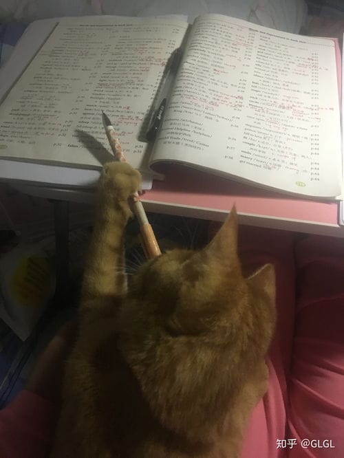 玩猫咪游戏攻略(玩猫咪游戏攻略大全)