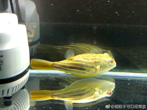 斑马狗头鱼咬人吗,它们吃什么长的快 本文共(1025字) 斑马狗头鱼咬人吗,它们吃什么长的快 本文共(1025字)