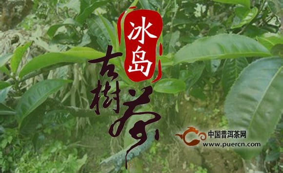 冰岛村包括那几个寨?云南冰岛村为什么这么有钱 本文共(540字) 冰岛村包括那几个寨?云南冰岛村为什么这么有钱 本文共(540字)