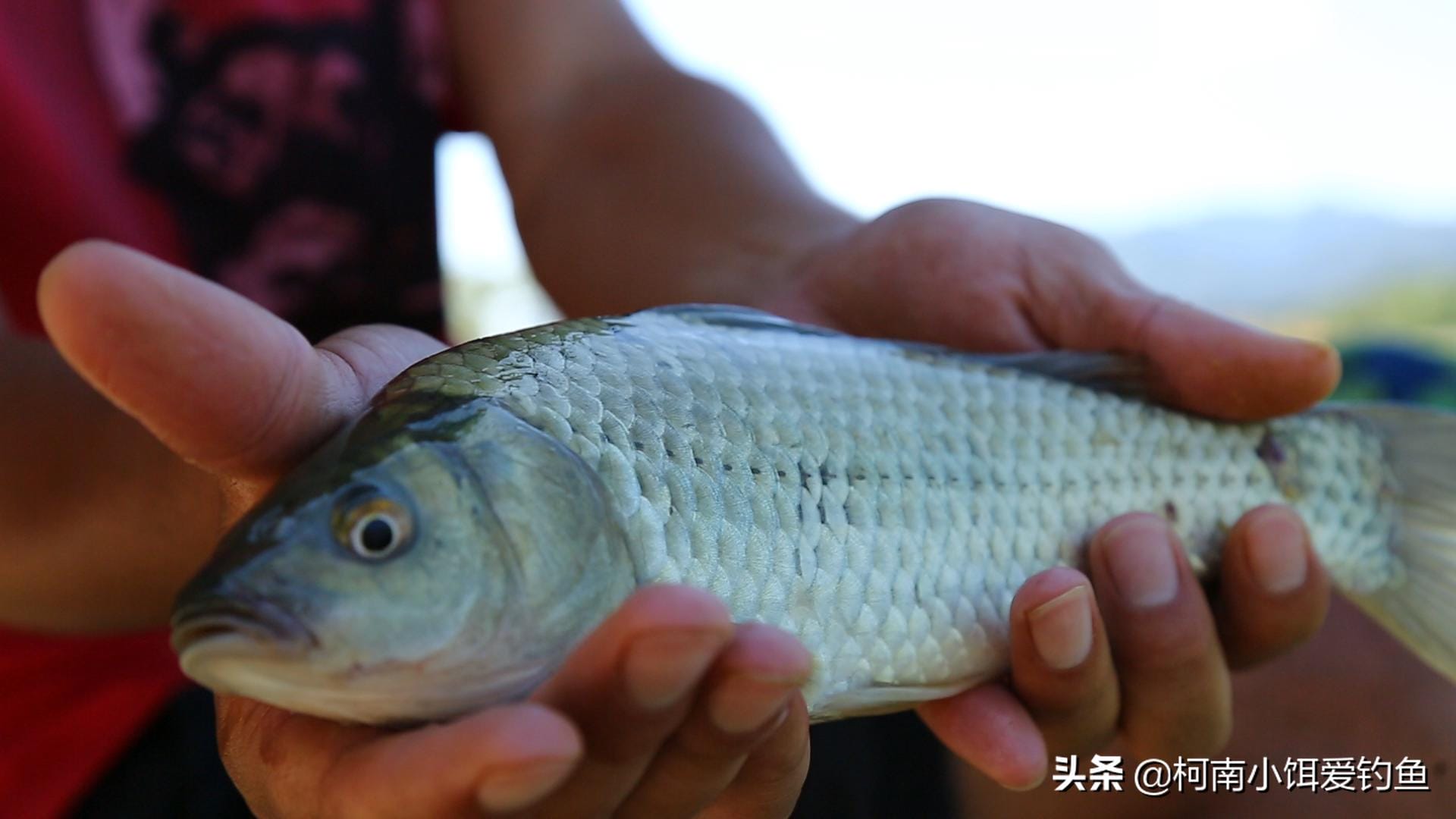鱼的侧线在生活中的作用是什么-（鱼的侧线作用是什么）(图1)